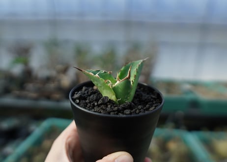 アガベ　チタノタ　白鯨　Agave titanota White whale　A19