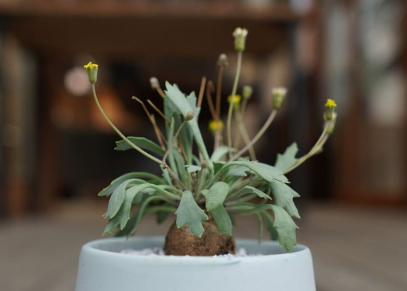 オトンナ ユーフォルビオイデス×スタインコフ Othonna euphorbioides×st