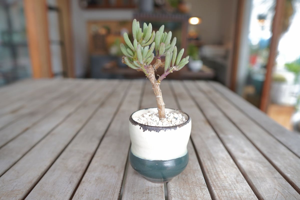 オトンナ クラビフォリア Othonna clavifolia | mana's farm: