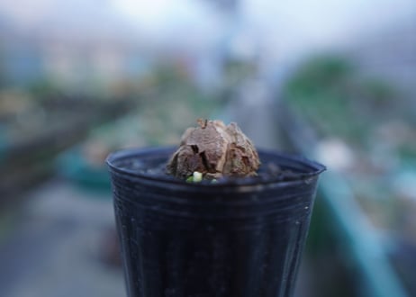 亀甲竜　Dioscorea elephantipes　No.8
