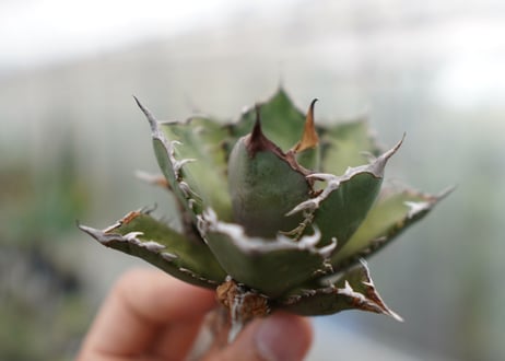 Agave titanota FO-76 C NO.5