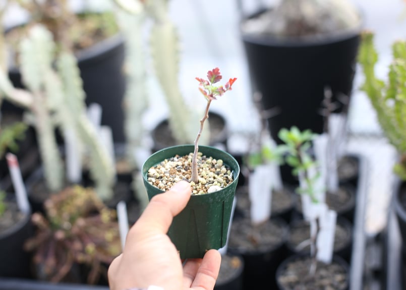 パキコルムス ディスカラー 像の木 実生 | mana's farm:塊根植物