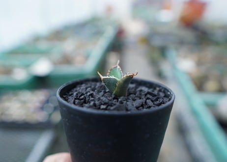 アガベ　チタノタ　FO-76　Agave titanota  FO-76　No.2
