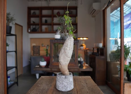 火星人　Fockea edulis
