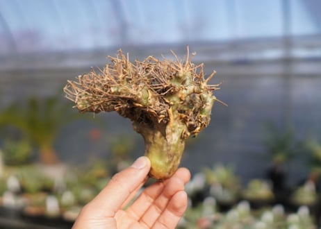 【発根済み】オトンナ・ユーフォルビオイデス　Othonna euphorbioides　No.1