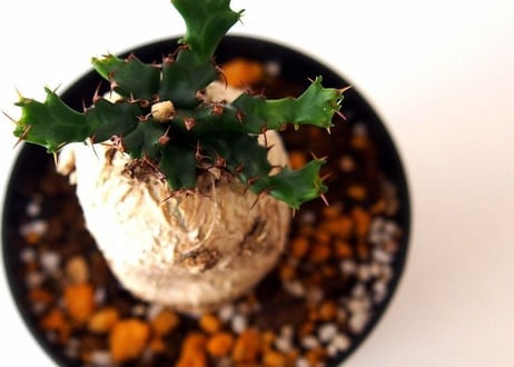 ユーフォルビア ステラータ 飛竜  Euphorbia stellata　№３