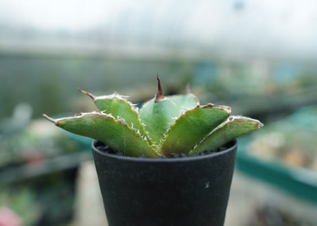 アガベ　チタノタ　白鯨　Agave titanota White whale　No.3