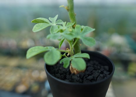 アデニア　グラウカ　Adenia Glauca　No.1
