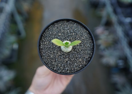 パキポディウム　恵比寿笑い　Pachypodium brevicaule　No.1