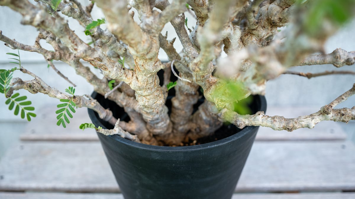 センナメリディオナリス現地球　特大　塊根植物 現品限り】センナ・メリディオナリス 実生【I44】 Senna