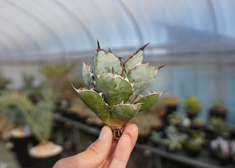 agave titanota ブラック＆ブルー　No.6