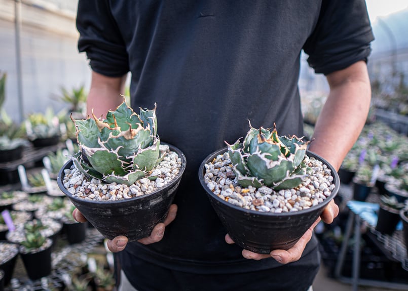 アガベ 白鯨　大 アガベ・チタノタ白鯨（ボールタイプ）大-066｜agave titanota