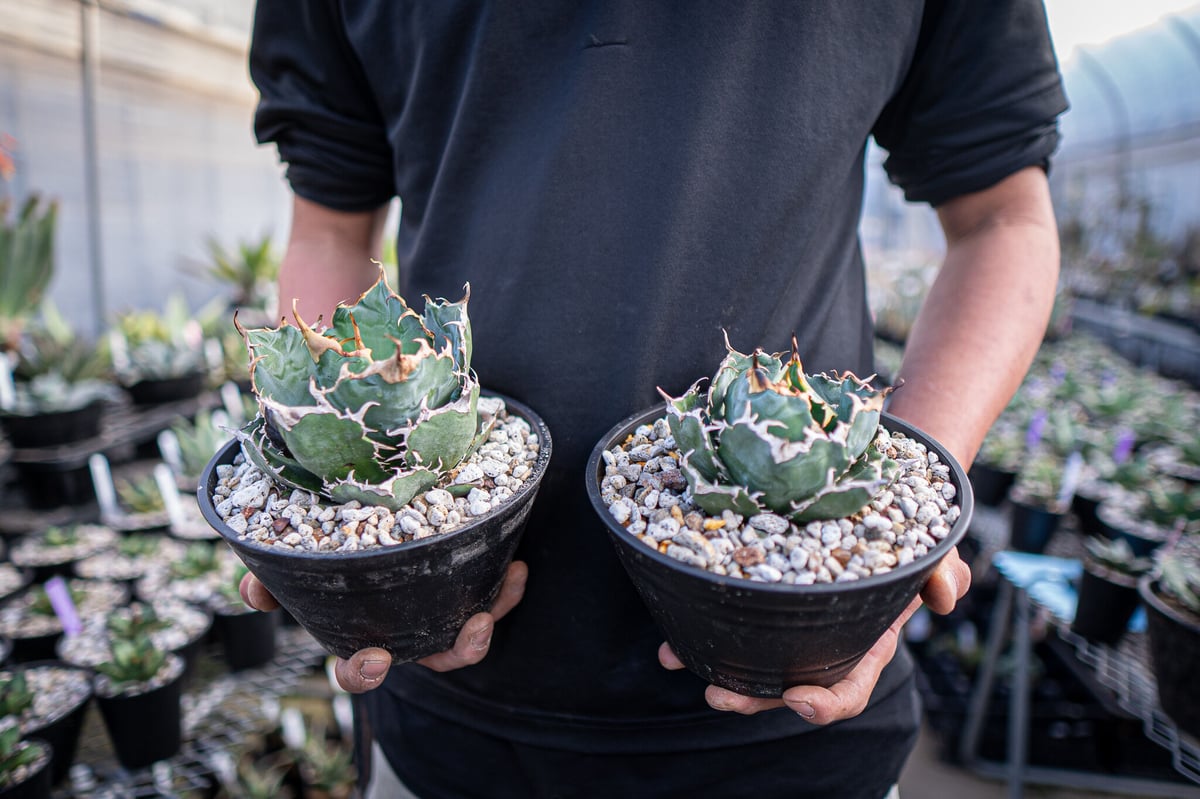 agave titanota 白鯨 ガチムチ選抜株 | mana's green:塊根植物販 agave titanota 白鯨 ガチムチ選抜株 | mana's green:塊根植物販