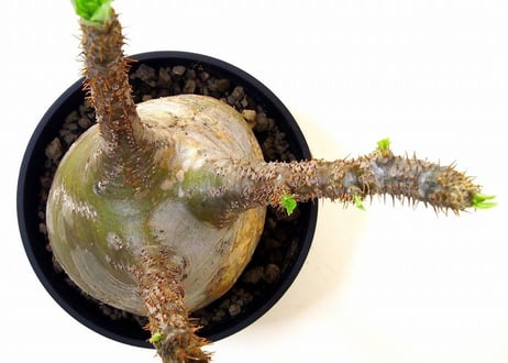 Pachypodium Gracilius パキポディウム  グラキリス  №4