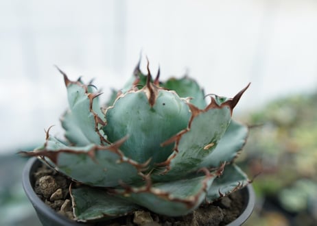 アガベ　チタノタ　 ブラックアンドブルー 　Agave titanota black and blue　NO.5