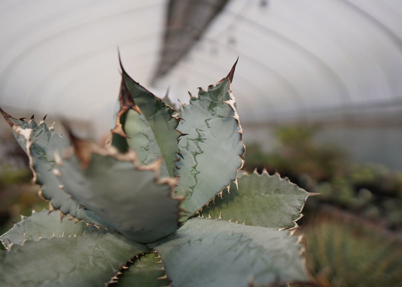 アガベ　ライオンズメーン アガベ チタノタ ライオンズメーン メイン Agave titanota