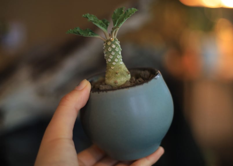 ドルステニア ラブラニー Dorstenia lavrani | mana's farm:塊根