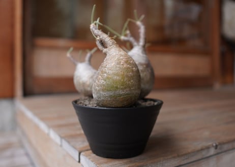 パキポディウム　グラキリス　3頭　 Pachypodium Gracilius