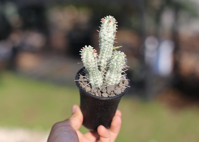 ユーフォルビア 白樺キリン | mana's farm:塊根植物・アガベ・ドライ