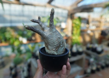 【未発根】パキポディウム　グラキリス　 Pachypodium Gracilius  No.19