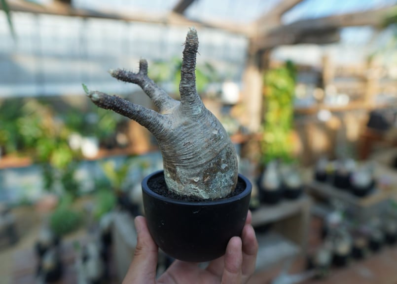 未発根】パキポディウム グラキリス Pachypodium Gracilius No.1