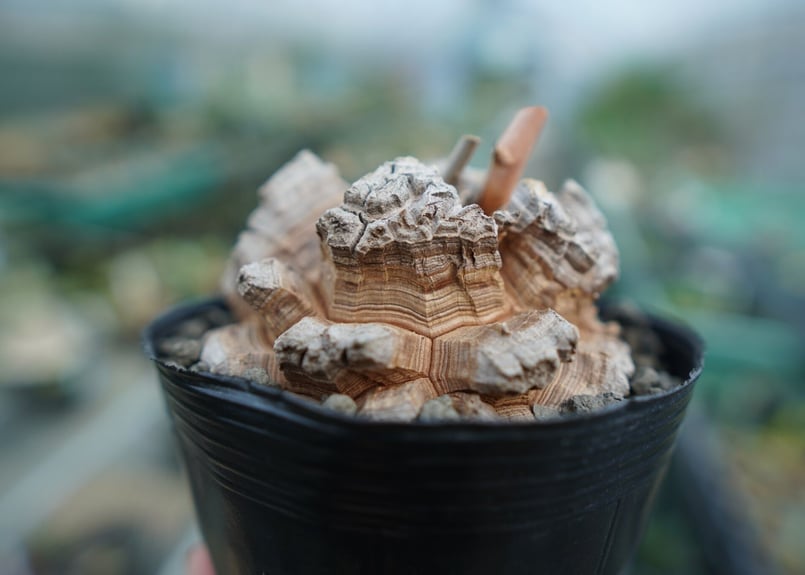 長谷川園芸産】亀甲竜 Dioscorea elephantipes No.4 | mana'
