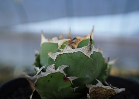 アガベ　チタノタ　螃蟹　Agave Titanota crab