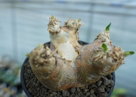 パキポディウム　エブレネウム　Pachypodium eburneum　No.2