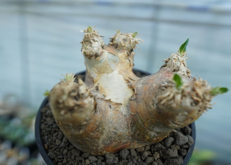 パキポディウム エブレネウム Pachypodium eburneum No.2 | mana