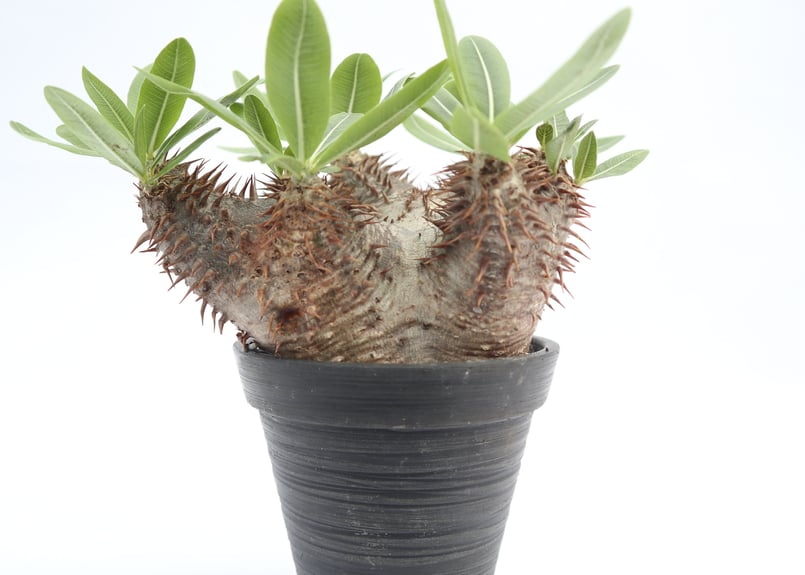 パキポディウム ホロンベンセ no.4 | mana's farm:塊根植物・アガベ