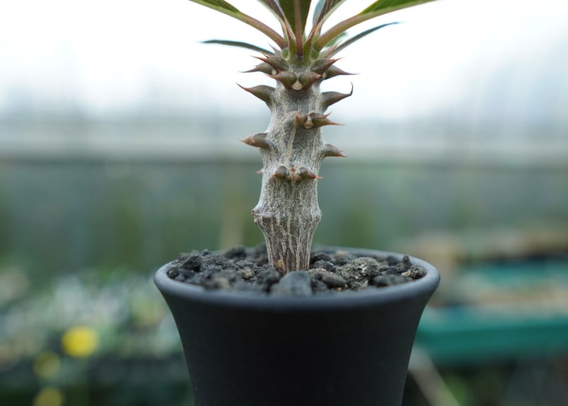 パキポデュウム　バロニー Amazon｜パキポディウム・バロニー 4号鉢【品種で選べる観葉植物/1個