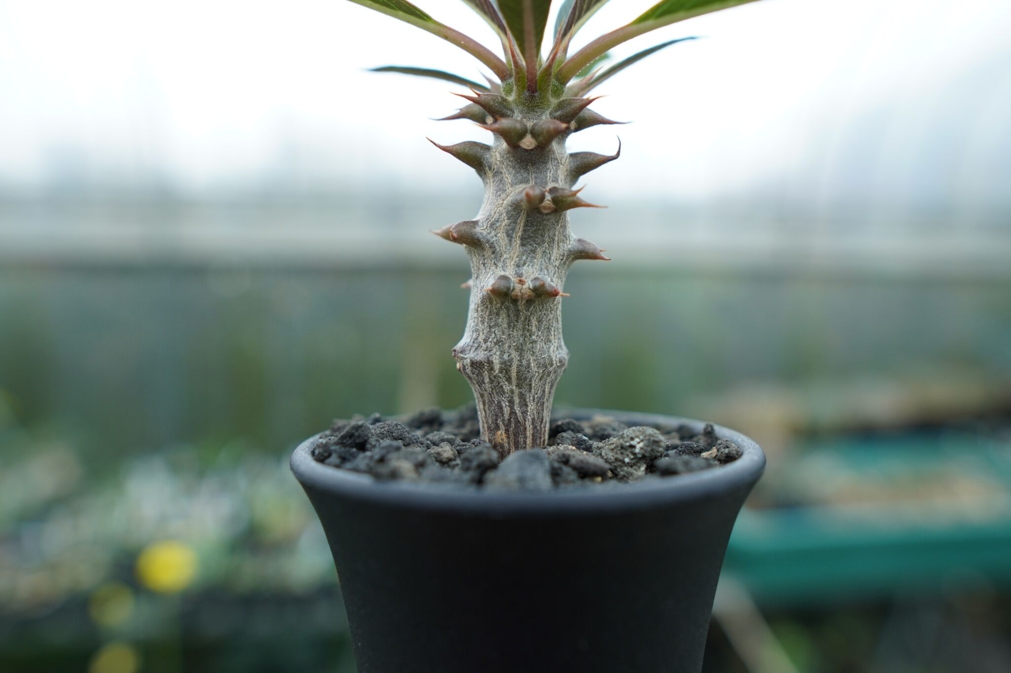 パキポディウム バロニー Pachypodium baronii パキポディウム バロニー Pachypodium baronii | mana's farm: