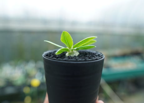 パキポディウム　恵比寿笑い　Pachypodium brevicaule　No.1