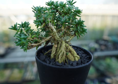 トリコディアデマ ステラツム　Trichodiadema stellatum  No.5