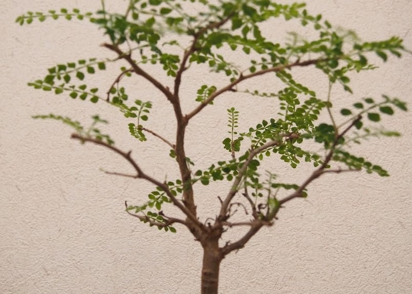 Operculicarya decaryi オペルクリカリア・デカリー no.2 | mana