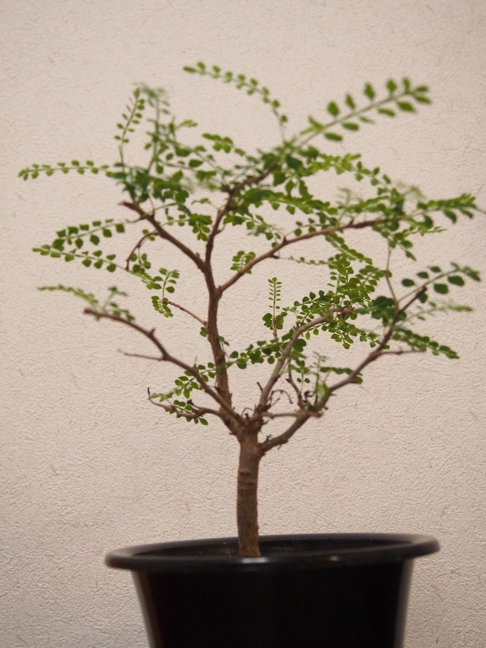 Operculicarya decaryi オペルクリカリア・デカリー no.2 | mana