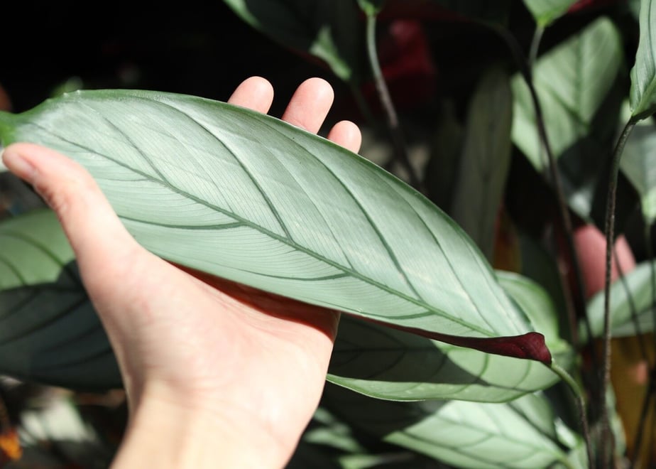 5e56064ecf327f2cfe87a374