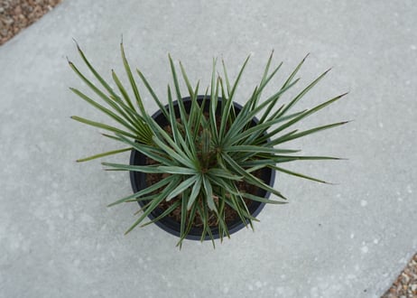チャメロプス　セリフェラ 　Chamaerops humilis var. Cerifera  No.3