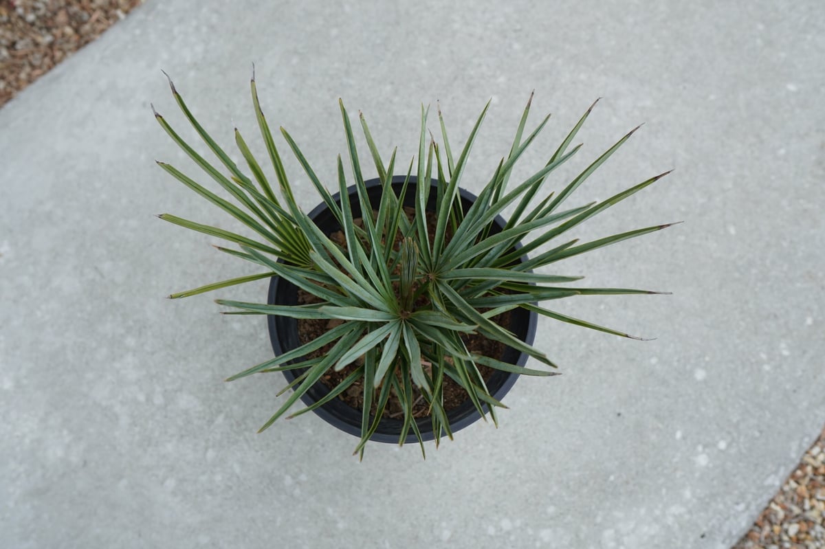 チャメロプス セリフェラ Chamaerops humilis var. Cerifera