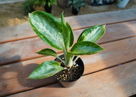アグラオネマ　カンクン　Aglaonema “Kankun”