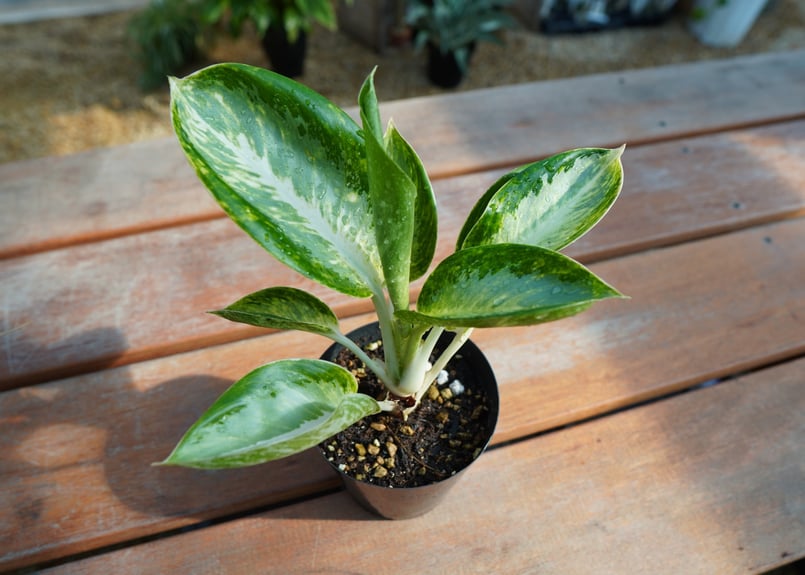 エクセル 　Aglaonema Khum Koonなど アグラオネマ カンクン Aglaonema “Kankun” | mana's farm:塊根