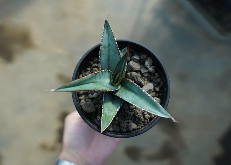 アガベ オテロイ agave oteroi No.2 | mana's farm:塊根植物・ア