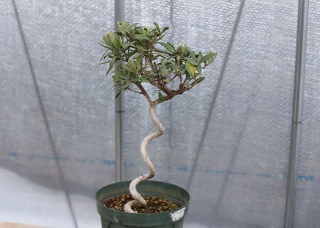 オリーブ　スペイン輸入　作り込み株　限定1株
