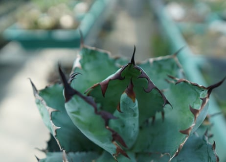 アガベ　チタノタ　 ブラックアンドブルー 　Agave titanota black and blue　No.7
