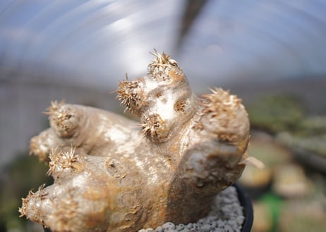 パキポディウム　エブレネウム　Pachypodium eburneum　No.2