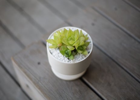 ハオルチア キサンタゴールド　Haworthia cymbiformis