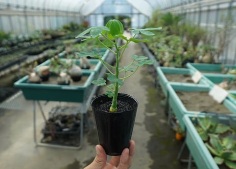 アデニア　グラウカ　Adenia glauca  No.9