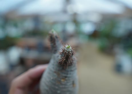 【抜き苗】パキポディウム　グラキリス　 Pachypodium Gracilius  No.4