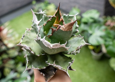 Agave White flame B 白火焔  NO.3