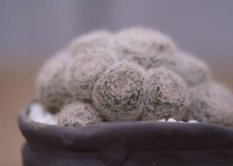 マミラリア 白絹丸　 Mammillaria lenta